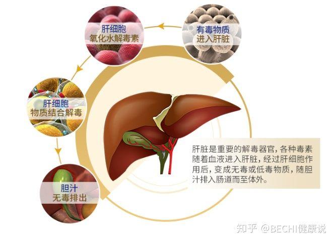 怎样才能去除脂肪肝