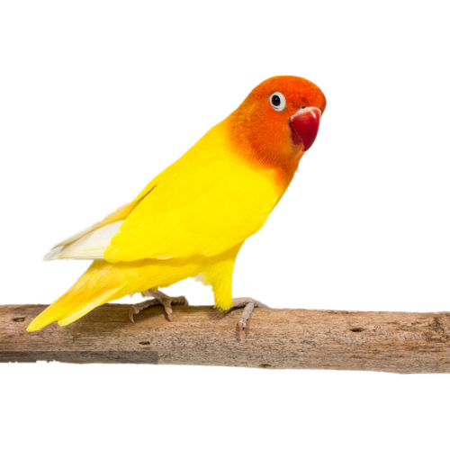 鹦鹉虎皮鹦鹉异宠活体鸟大鹦鹉说话鸟宠物鸟活体鸟黄金丝牡丹鹦鹉一只