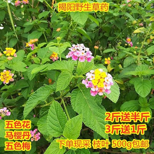 野生中草药五色花马缨丹五色梅皮肤宝宝洗澡新鲜现采枝叶500g包邮