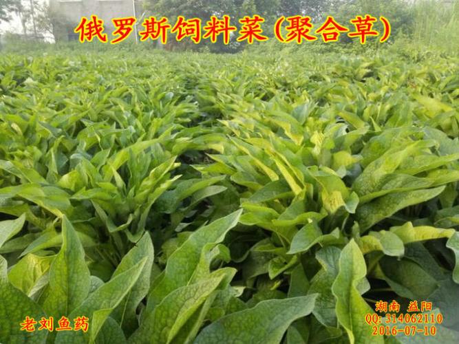 俄罗斯饲料菜(聚合草)栽培技术