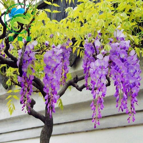 紫藤树苗多花紫藤花苗 紫颜色紫藤攀援植物庭院别墅攀爬植物 长穗紫藤