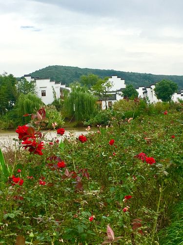 南京有个美丽的华墅村