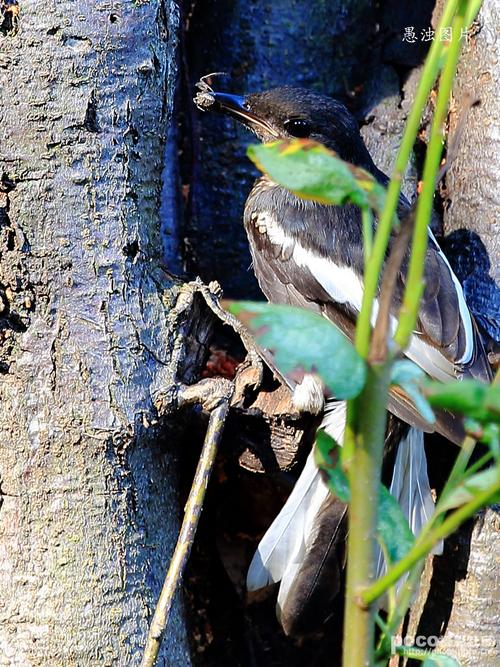 标题:幼鸟,亚成鸟系列4——鹊鸲