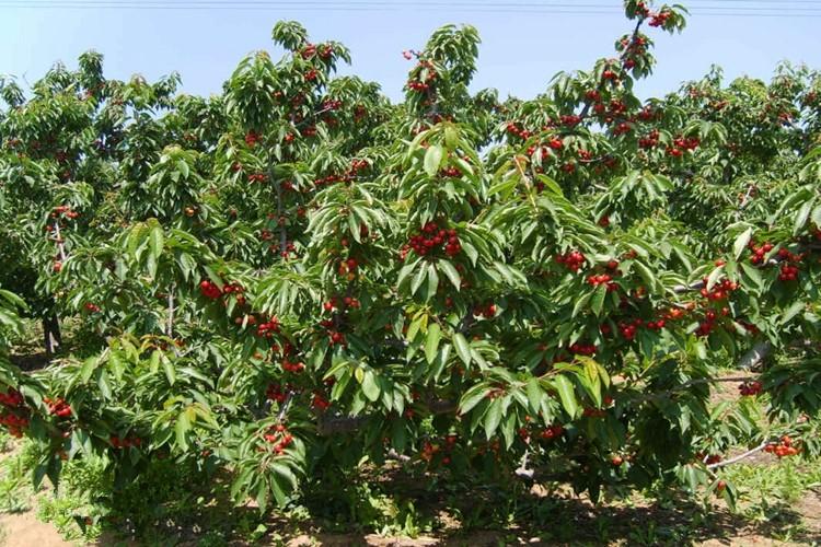 樱桃树苖南方北方种植本地四季嫁接大车厘子树苗盆栽地栽当年结果白玉