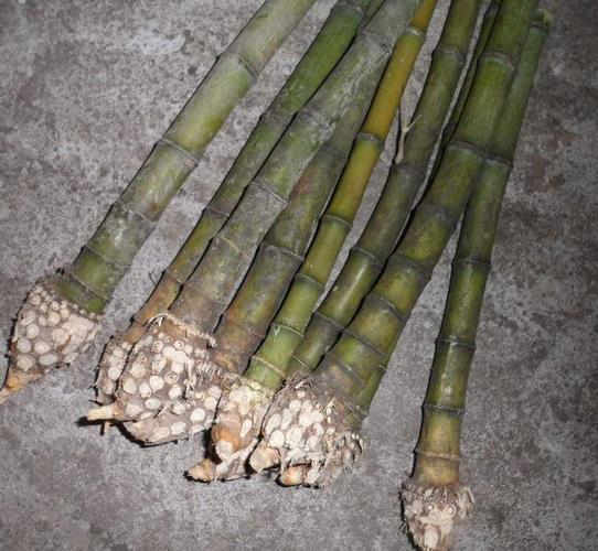 根雕小竹根竹根手串竹根珠子佛珠竹根把件竹根竹节2-3cm根雕