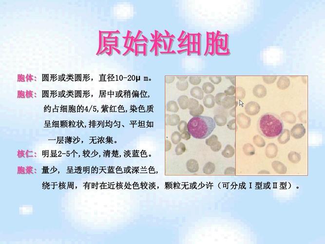 实验二粒细胞系统形态ppt