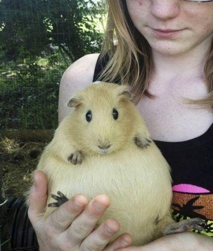 一只怀孕的豚鼠,看上去要爆炸了.后来生了5只健康的宝宝