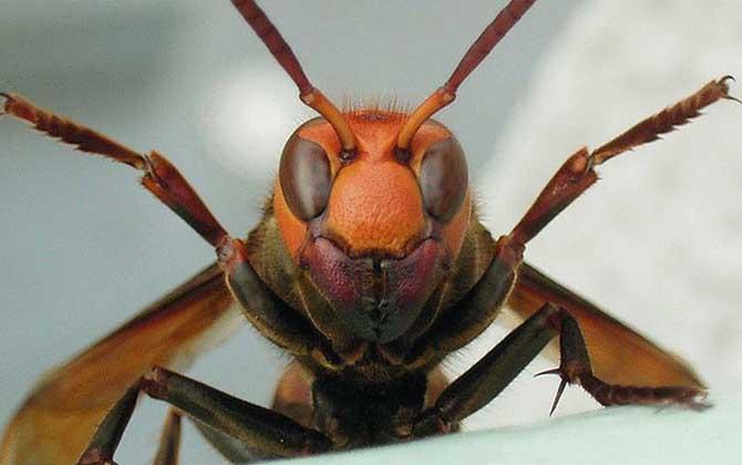 黑尾虎头蜂的毒性强吗?