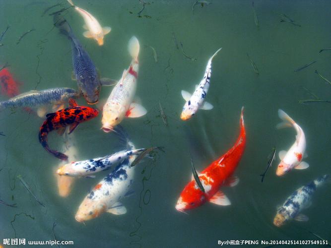 水中观赏鱼图片