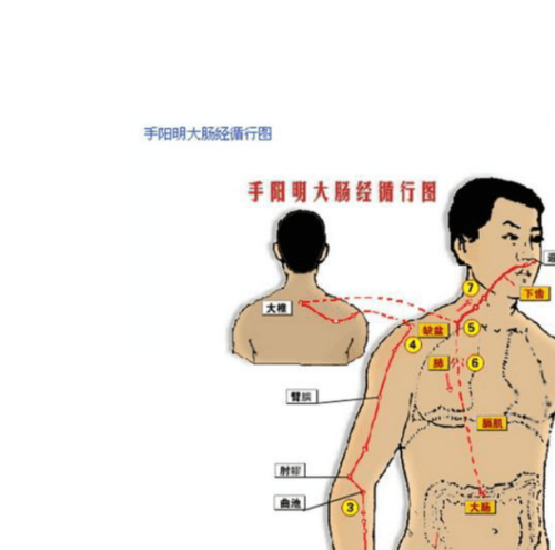 足阳明胃经循行图