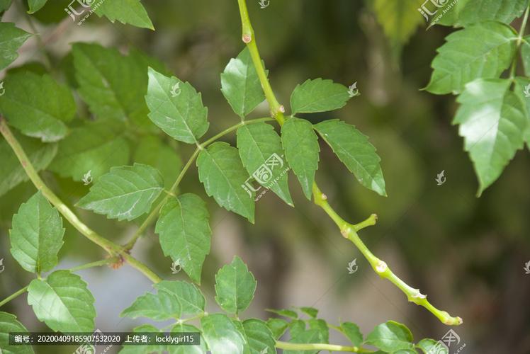 凌霄花的叶子