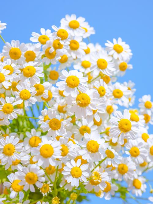 洋甘菊|壁纸_壁纸_洋甘菊_ipad_花_素材_壁纸