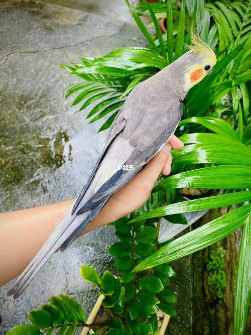 成年原始灰公_鹦鹉_玄凤_玄凤鹦鹉_宠物_宠物其他