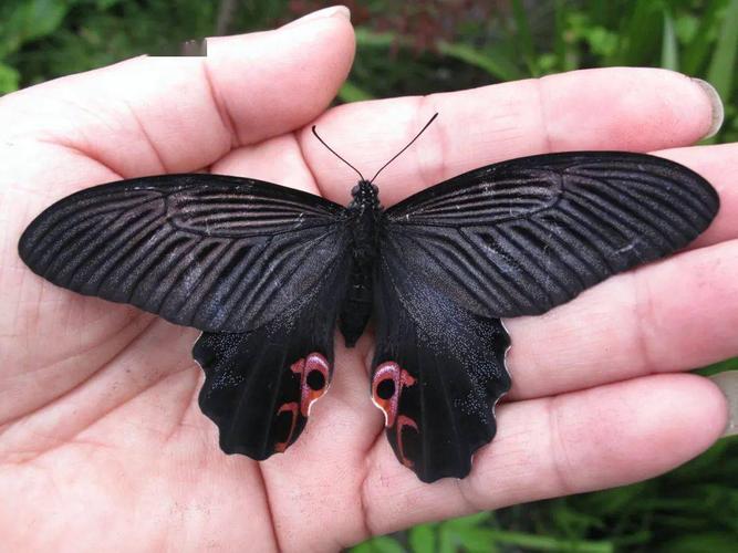 蓝凤蝶雌蝶正面,雌蝶后翅基部无性标