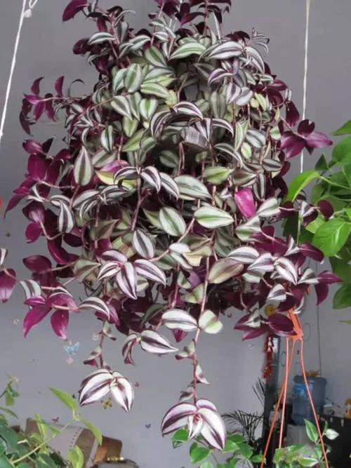 不甘做"配"的吊竹梅,悬挂垂吊起来一看,竟有了"主角光环"!