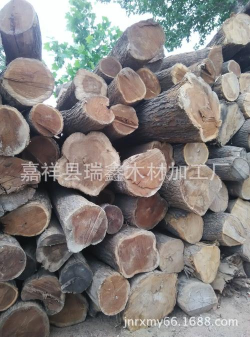 供应桑木原木 桑椹原木 主要用于寿材