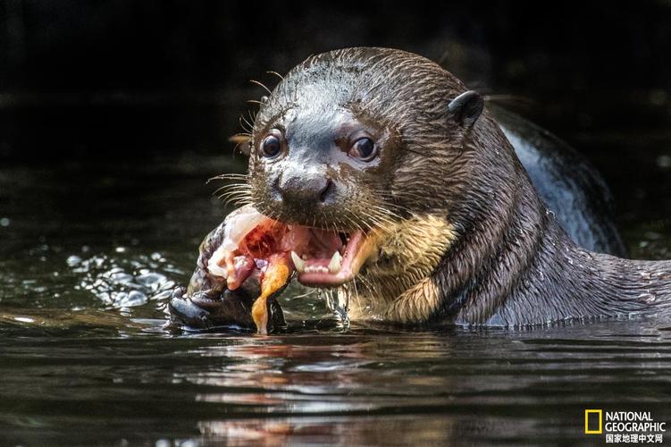 地球上最大的淡水生物濒临灭绝 - 动物 - 地理中文网—《国家地理》