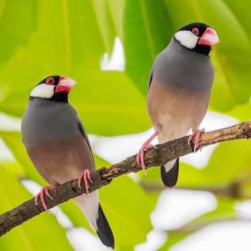 白文鸟活体幼鸟观赏鸟灰文鸟活体鸟宠物鸟文鸟驼色鸟