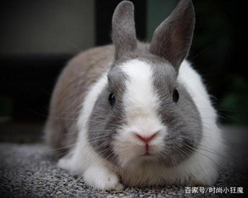 磨光兔像内札兰德朵夫一样的小型兔子,鼻子比较短,鼻尖也是塌塌的.
