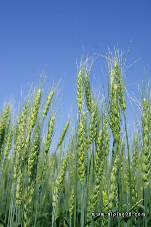 青青的麦田!