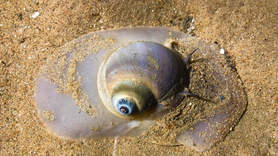 大海退潮后,留在沙滩上的猫眼螺是如何隐藏自己的