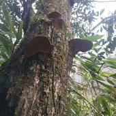 桑黄 纯野生桑树