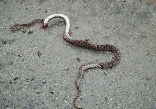 故事家里老屋住条大蛇儿子翻修房子将蛇打死从此噩运不断