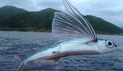 文鳐   原文意思:外形大小像鲤鱼,长着鸟翅膀,斑白的花纹白白色