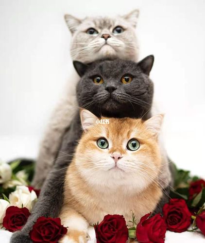 蓝猫和金渐层真的会生出来白白的颜色么