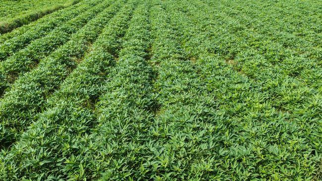 半夏种植技术及亩收益2022年种植半夏的风险及前景分析