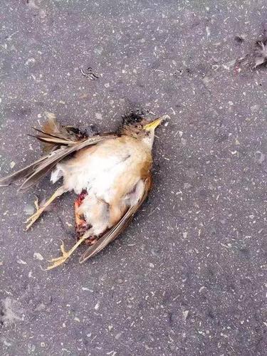 温州一劳斯莱斯婚车和鸟相撞,损失20万!