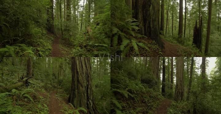 4k原始森林一路前行绿色森林宣传片纪录片实拍素材热带雨林植物茂密的