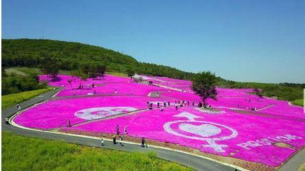 咨询 [推荐] 句容芝樱小镇门票2021年4月句容天王镇芝樱公园门票价格