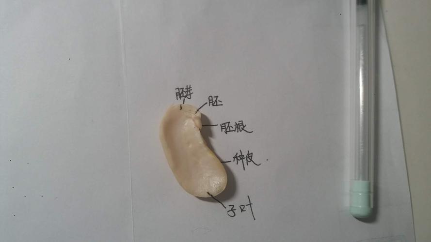 1708—黄润泽 生物作业