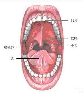 口腔结构高清示意图 什么是一体机