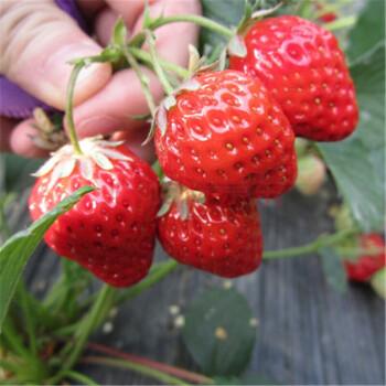 四季草莓苗南北方阳台种植果树苗奶油红颜草莓种苗秧盆栽当年结果奶油