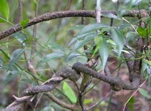 贵州苗药黑骨藤 中药材黑骨头铁散沙黑龙骨青香藤达风