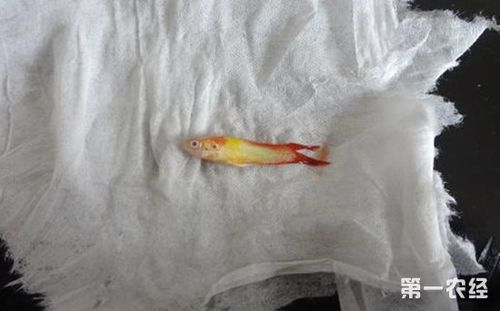 孔雀鱼烂尾   孔雀鱼烂尾原因:   1,因细菌,霉菌自伤口所引起的疾病