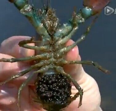 苏格兰小龙虾泛滥视频小龙虾腹部黑色一团米粒大小的是什么?