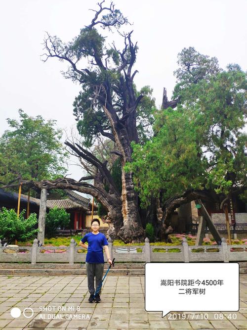 嵩阳书院的二将军柏树