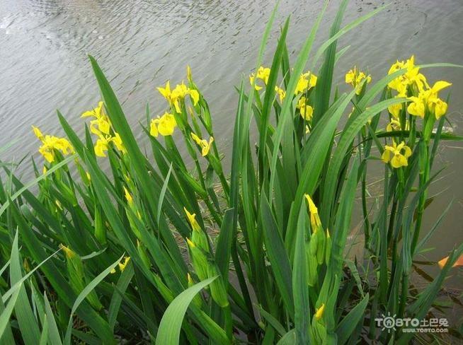 菖蒲图片赏析及资料介绍