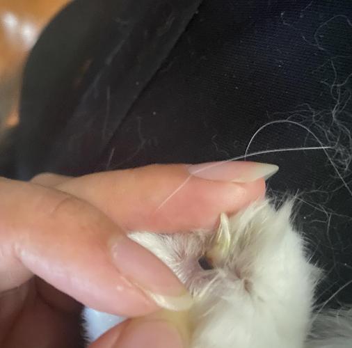 【讨论】小猫咪的指甲根部是黑色,正常吗?