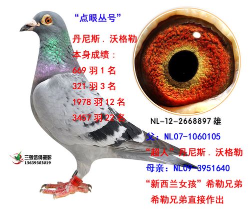丹尼斯.沃格勒 原舍 成绩鸽 保证金级 拍卖