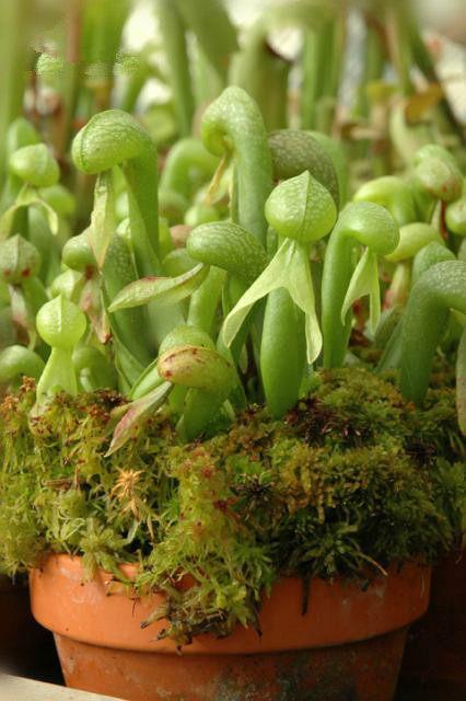 食虫植物-眼镜蛇瓶子草 稀有品种 【进口小苗 包邮】