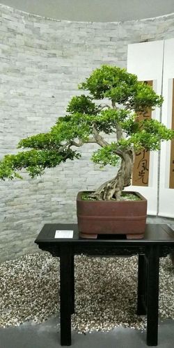 3招塑造榕树盆景,同时解决你80%的盆景造型困惑!