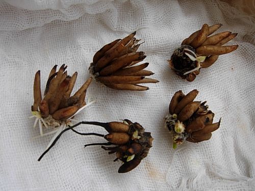 花毛茛 - 小景 - jingyanli1983 的博客