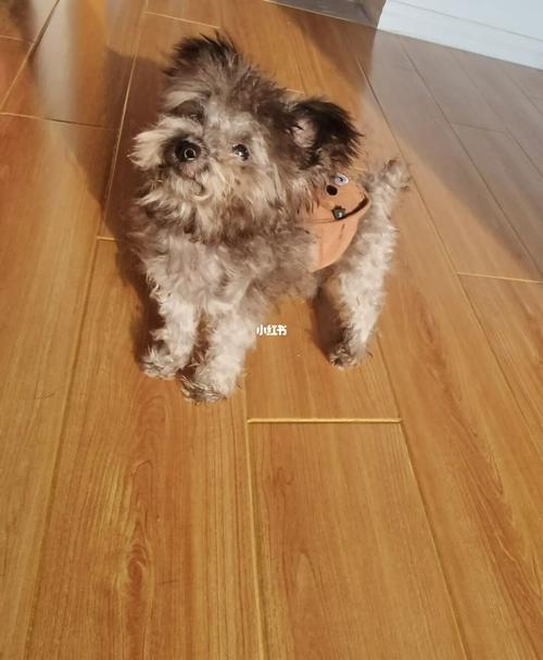 灰色飞耳泰迪_泰迪_泰迪怎么样_灰泰迪_宠物_狗_晒狗