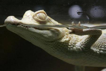 白化小鳄鱼亮相南美洲水族馆