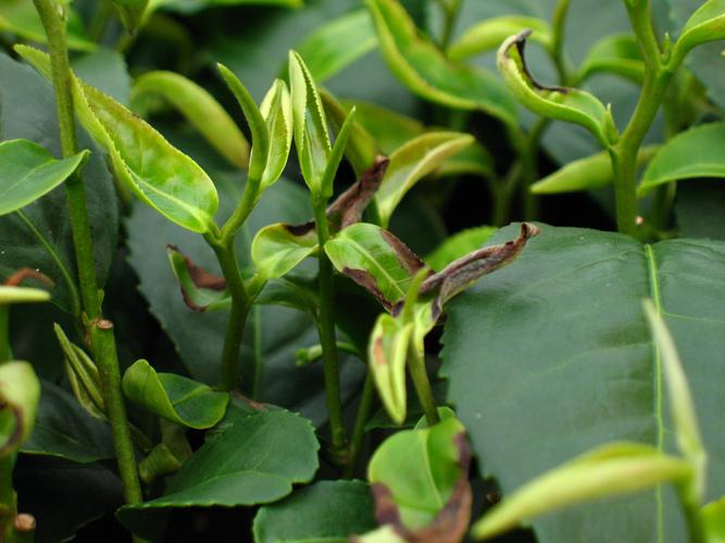 茶小绿叶蝉的为害状况