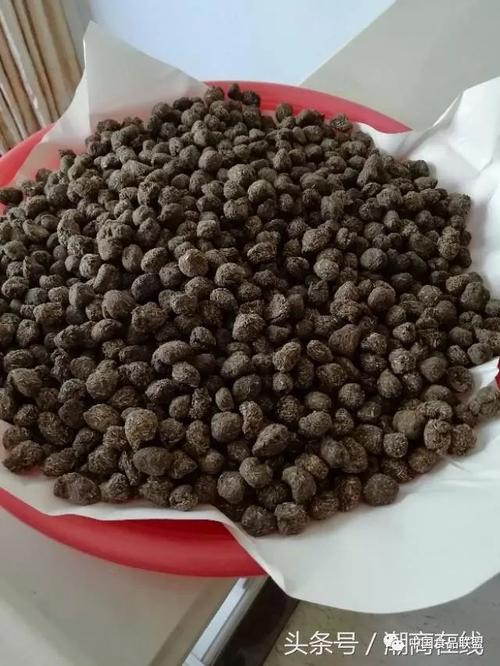 失传已久中药青草丸